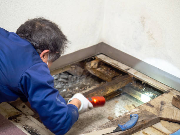 Best Certified Mold Removal  in Sheboygan, WI