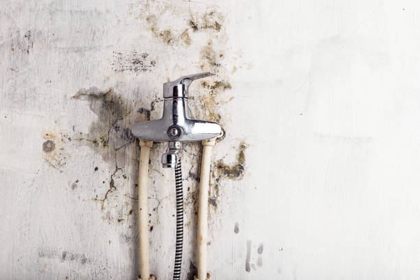 Best Mold Remediation  in Sheboygan, WI
