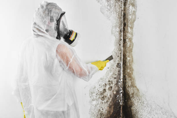 Crawl Space Mold Removal in Sheboygan, WI