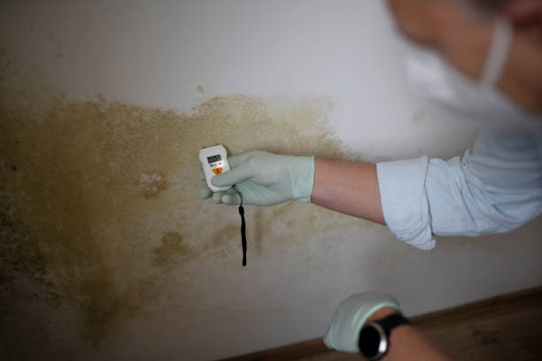 Mold Removal Process in Sheboygan, WI