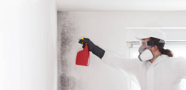 Mold Testing and Removal in Sheboygan, WI