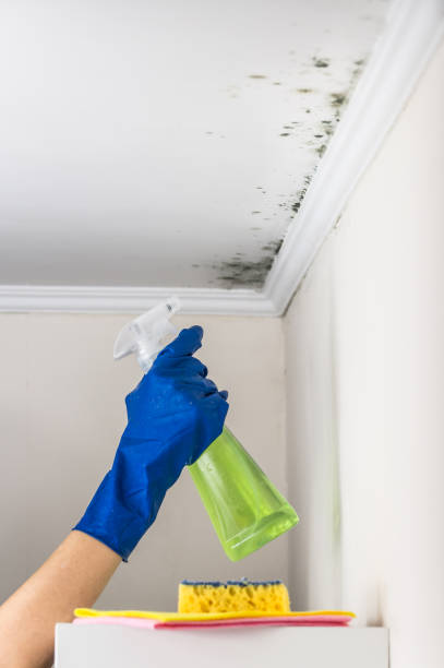 Best Residential Mold Removal  in Sheboygan, WI